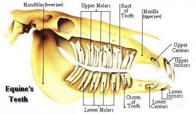 Equine teeth